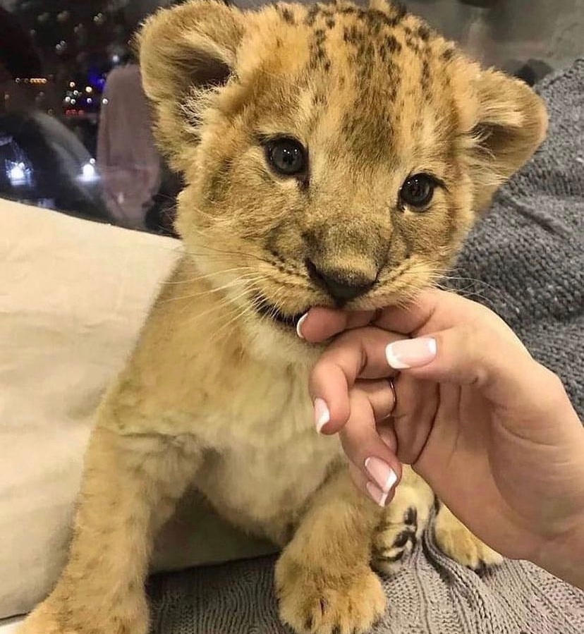 DRIP (@dript3r) on Twitter photo 