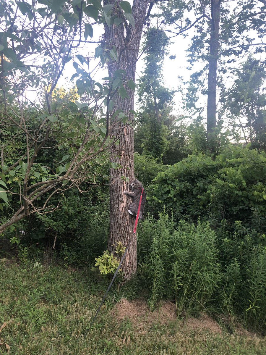 Snakes 🐍 and tree climbing 🧗‍♀️ 

#mondaythoughts #cats #theCatswetweet
