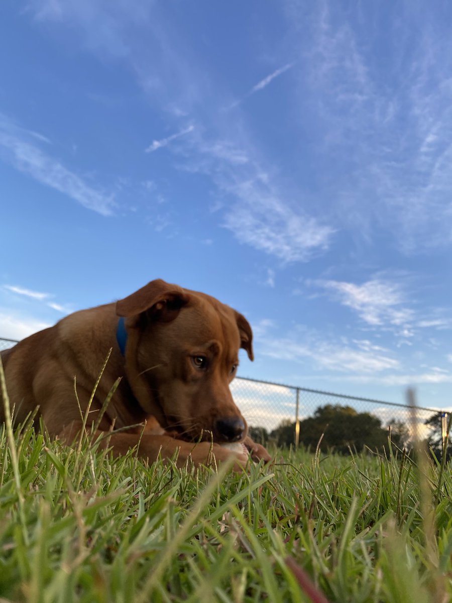 MaxChester21's tweet photo. Mom…tell Max this is MY ball! 😂 #MaxChester
.
.
.
#labradorretriever #copperlab #yellowlab #Brothers #DogsOnTwitter #dogsoftwitter #BaseBall #puppylove #puppy #labrador #DogsofTwittter #puppytraining https://t.co/Y25SQsmHrq