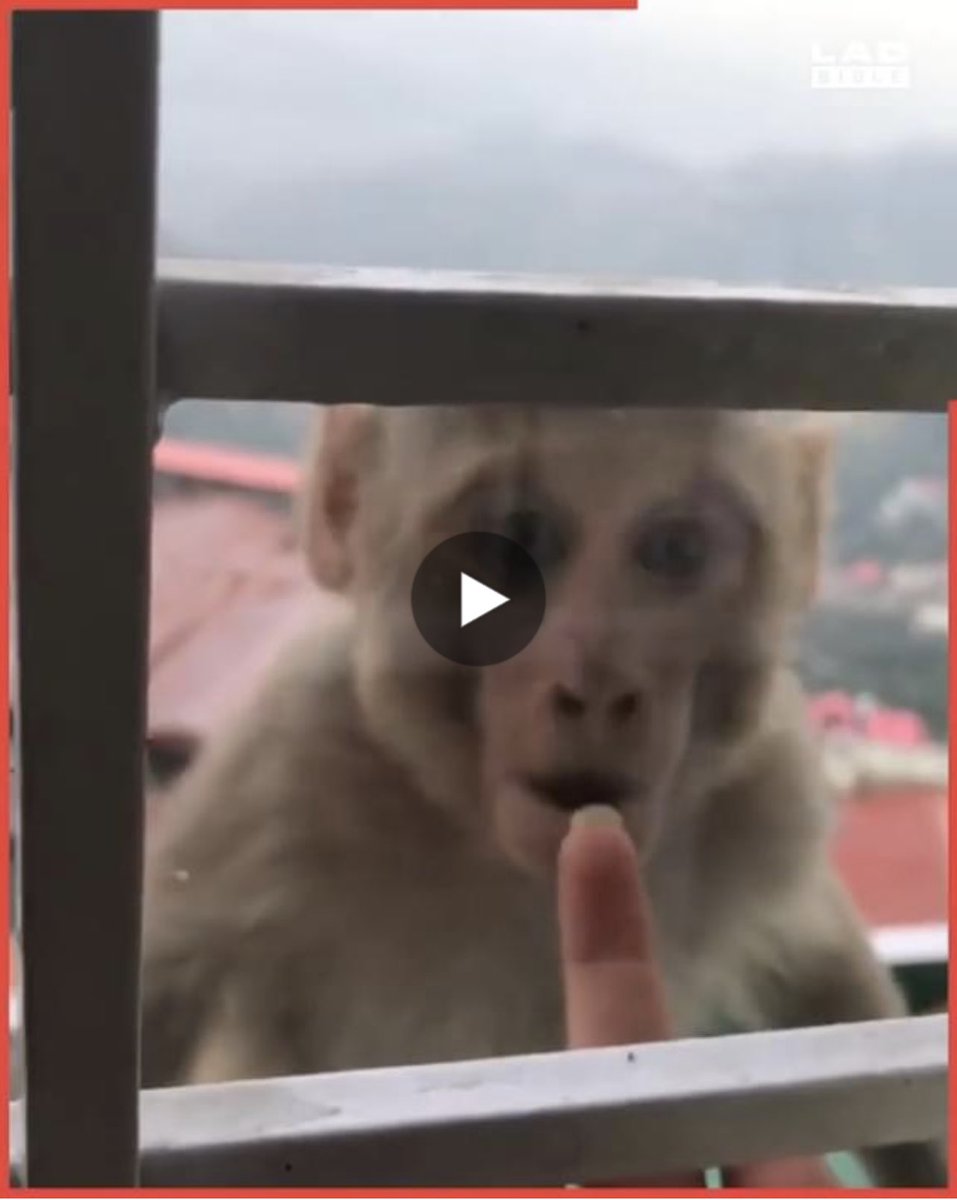 AdamDewey9's tweet photo. #Monkey fooled by this simple trick! https://t.co/HkIQqJrFgp