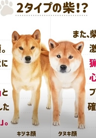 すーとも キツネ顔 タヌキ顔 いえ 垂れ目顔です Fox Face Raccoon Face No It Is A Droopy Eyed Face 白柴 柴犬 垂れ目ちゃん T Co Tuo5gqj46o Twitter すーとも キツネ顔 タヌキ顔 いえ 垂れ目顔です Fox Face Raccoon Face No It Is A Droopy Eyed Face 白柴 柴犬 垂れ目ちゃん T Co Tuo5gqj46o Twitter