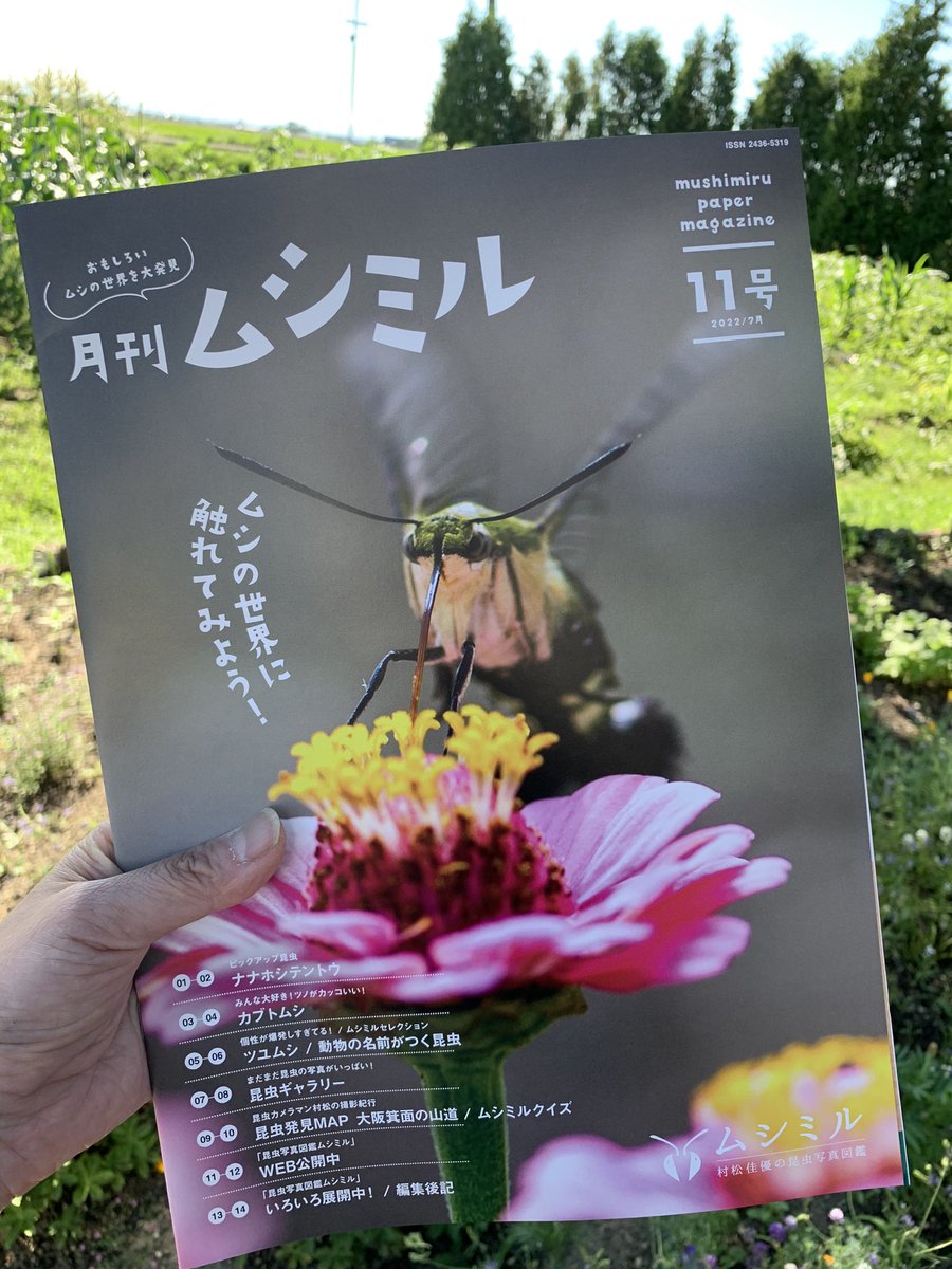 ミドリオオハマキモドキ 虫の写真と生態なら昆虫写真図鑑 ムシミル