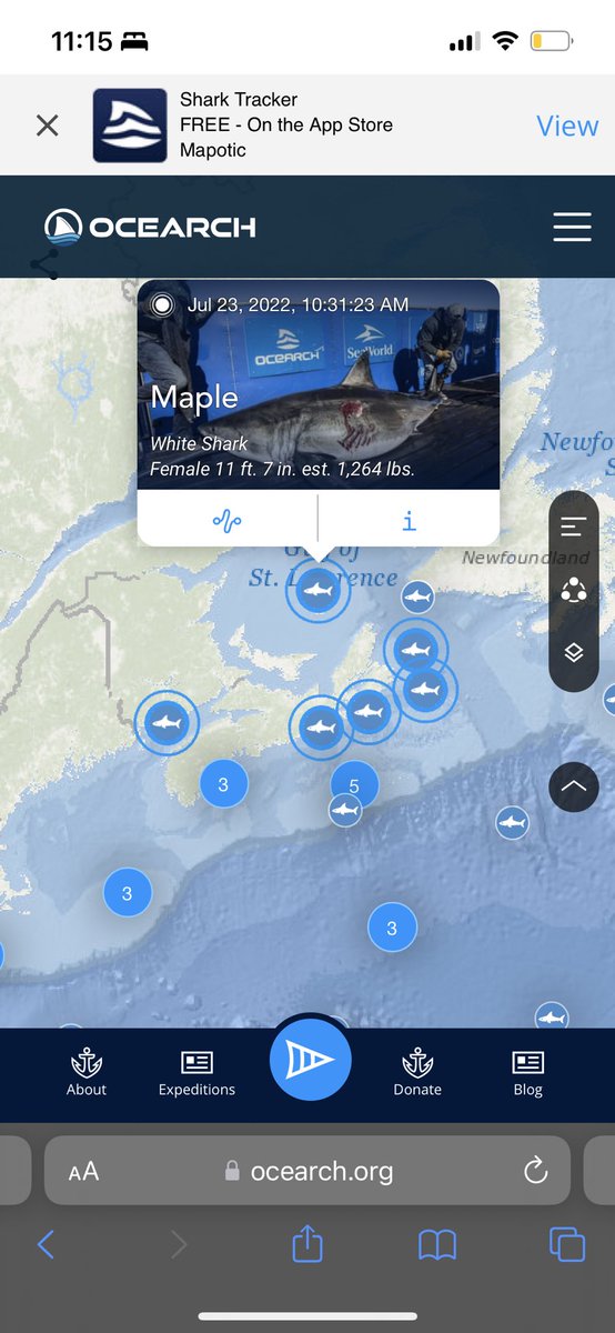 keelyleonard's tweet photo. on todays episode of my hyper-fixations: Shark Tracker. I’m currently most obsessed with Maple who is terrorizing the east coast like the 1200 lb queen that she is https://t.co/wdvtGuX7hT