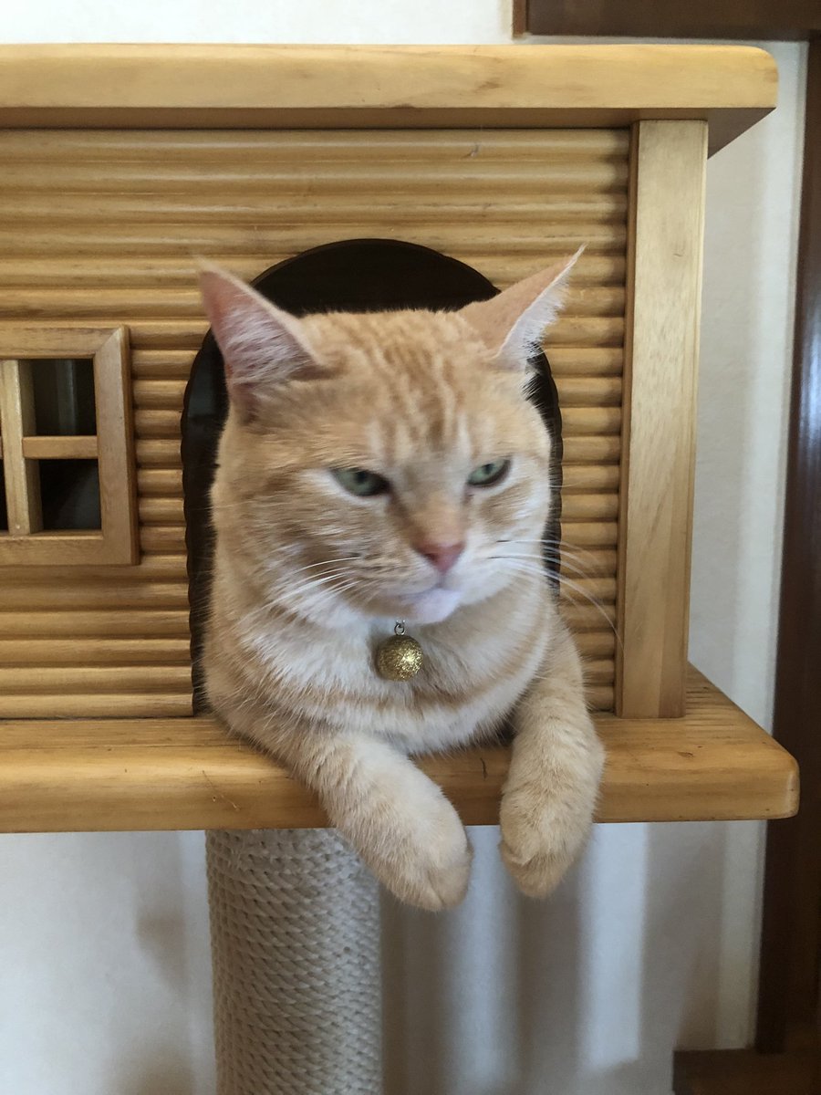 keuneko's tweet photo. 名前呼んで　なに！ってこっち向いたから　出かけるからお留守番よろしくって言ったらこの顔
#猫のいるくらし #猫好きさんと繋がりたい https://t.co/h1z6UxWjPA