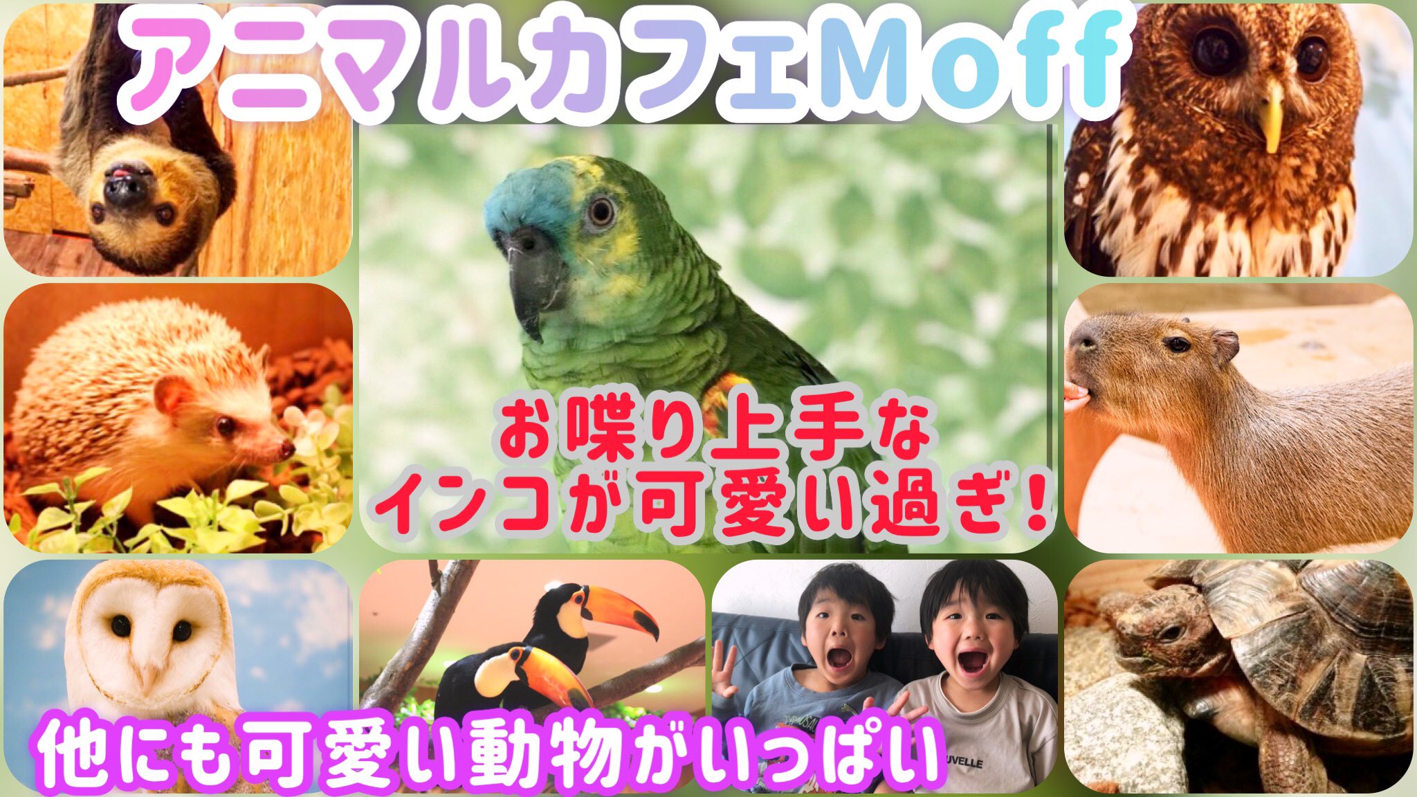 珍しい動物 Twitter Search Twitter