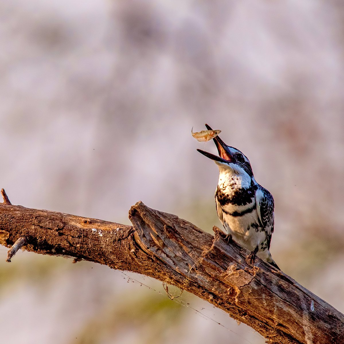 AmanWilson's tweet photo. Toss Master
•
Gear: Nikon D5 + NIKKOR 600mm
#bird #BirdTwitter #birdphotography #birdwatching #birding #birdphotos #avian #amanwilson #amanwilsonphotography #birds #wildlifephotography #wildlife #wild #photography #photooftheday #photo #BB24 #animallover #AnimalKingdom https://t.co/FxwIMAmYC5