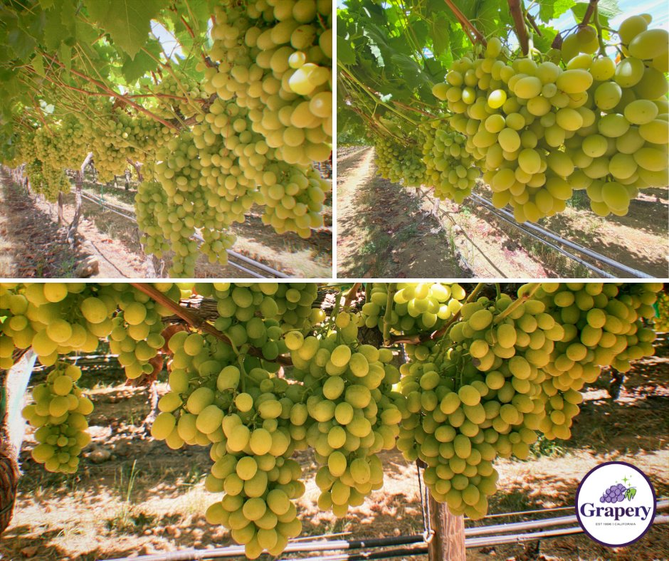 graperygrapes's tweet photo. Our Cotton Candy grapes are so close to being ready that you can smell them! That's right...when Cotton candy grapes become ripe, they begin to smell just like cotton candy! It is such a treat to be able to walk through the vineyard right now!
#grapery #cottoncandygrapes https://t.co/sMLbRgZXsG