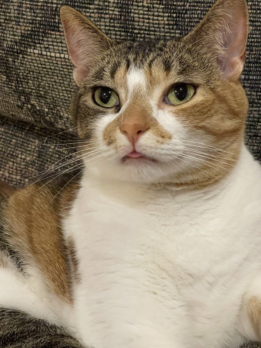 OatmealYour's tweet photo. Your daily oatmeal says “blep” #CalicoCrew #CatsOfTwitter https://t.co/9uzKGQF6nE
