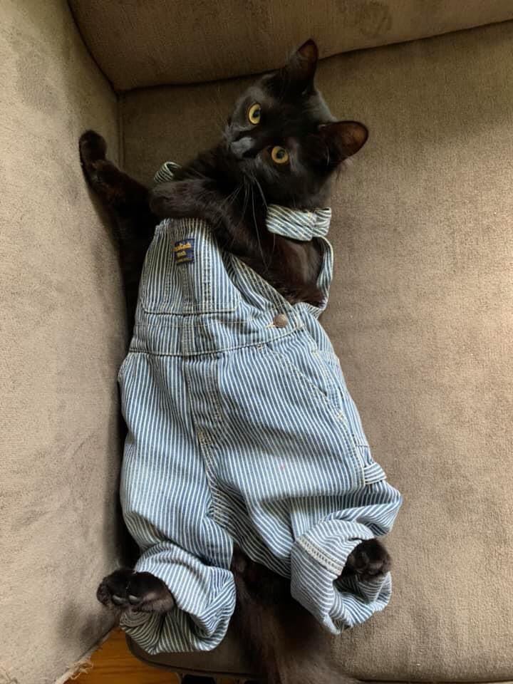 Tweets Of Cats tweet media
