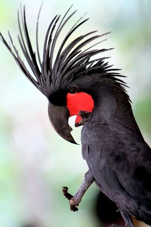 HONKEY KONG tweet media