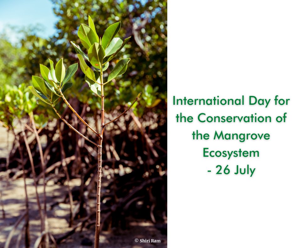 wcsfiji's tweet photo. We work with communities to help them establish #mangrove protected areas, initiate restoration programs, and become aware of the importance of mangroves to people's livelihoods, climate adaptation, and the natural environment.
#NatureBasedSolutions #MangroveDay https://t.co/UF5xb5n30u