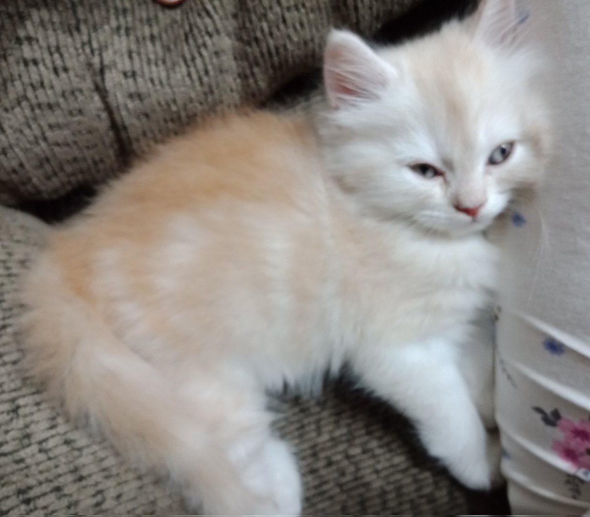 AmyEsarraj's tweet image. #chicoo