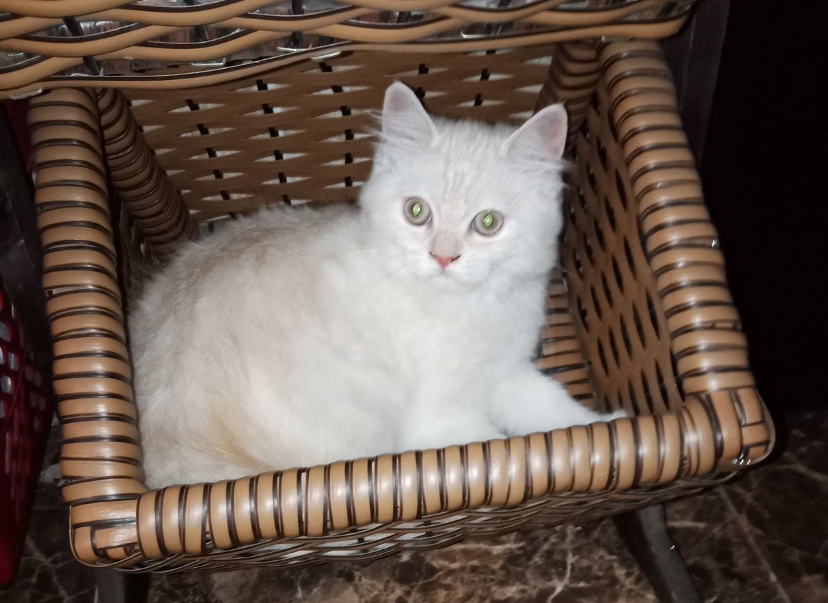 AmyEsarraj's tweet image. #chicoo