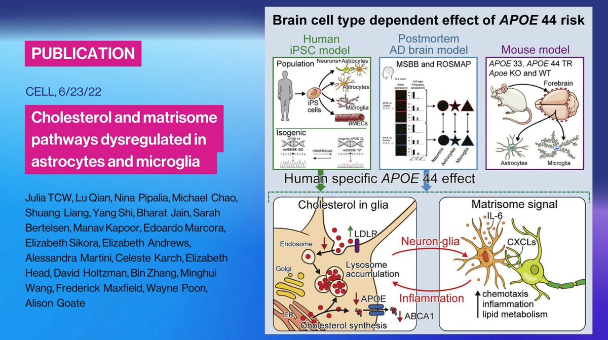 IcahnCMIN's tweet photo. NEW RESEARCH! Global transcriptomic analyses by Dr. Alison Goate, et al. reveal human-specific, #APOE4-driven lipid metabolic dysregulation in #Astrocytes &amp; #Microglia that may contribute to increased #AlzheimersDisease risk. #GoateLab LEARN MORE👉https://t.co/SY4SFktgmM https://t.co/lcIvY5xNrp