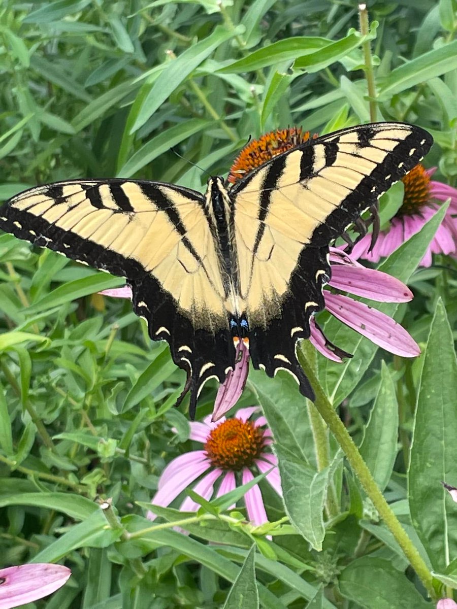 WildlifeofDay's tweet photo. Eastern tiger swallowtail.
(Photo courtesy of Kimberly Ann)
#wildlifephotography #nature #bloodpressurebreak https://t.co/JHsuyGW5Yj