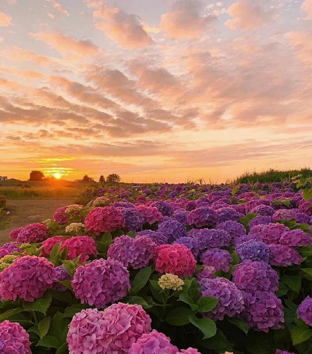 emartus_inc's tweet image. Hydrangea
____________________
#EMARTUS #Wildflowers #FlowerPhotography #Flowers #NaturePhotography #TwitterNatureCommunity #MyGarden #nature #naturephotography #photography #landscapes #landscapesphotography #beautifulnature #flowers #flowersphotography #wildflowers