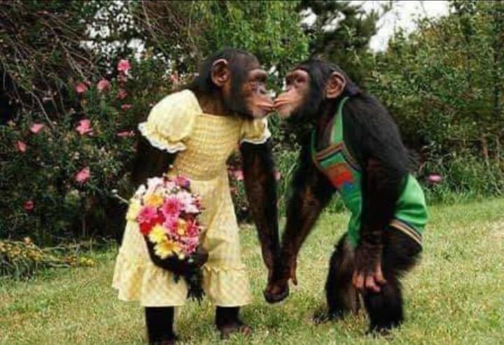 catluver013's tweet photo. Two monkeys in love https://t.co/TZg1DHVonU