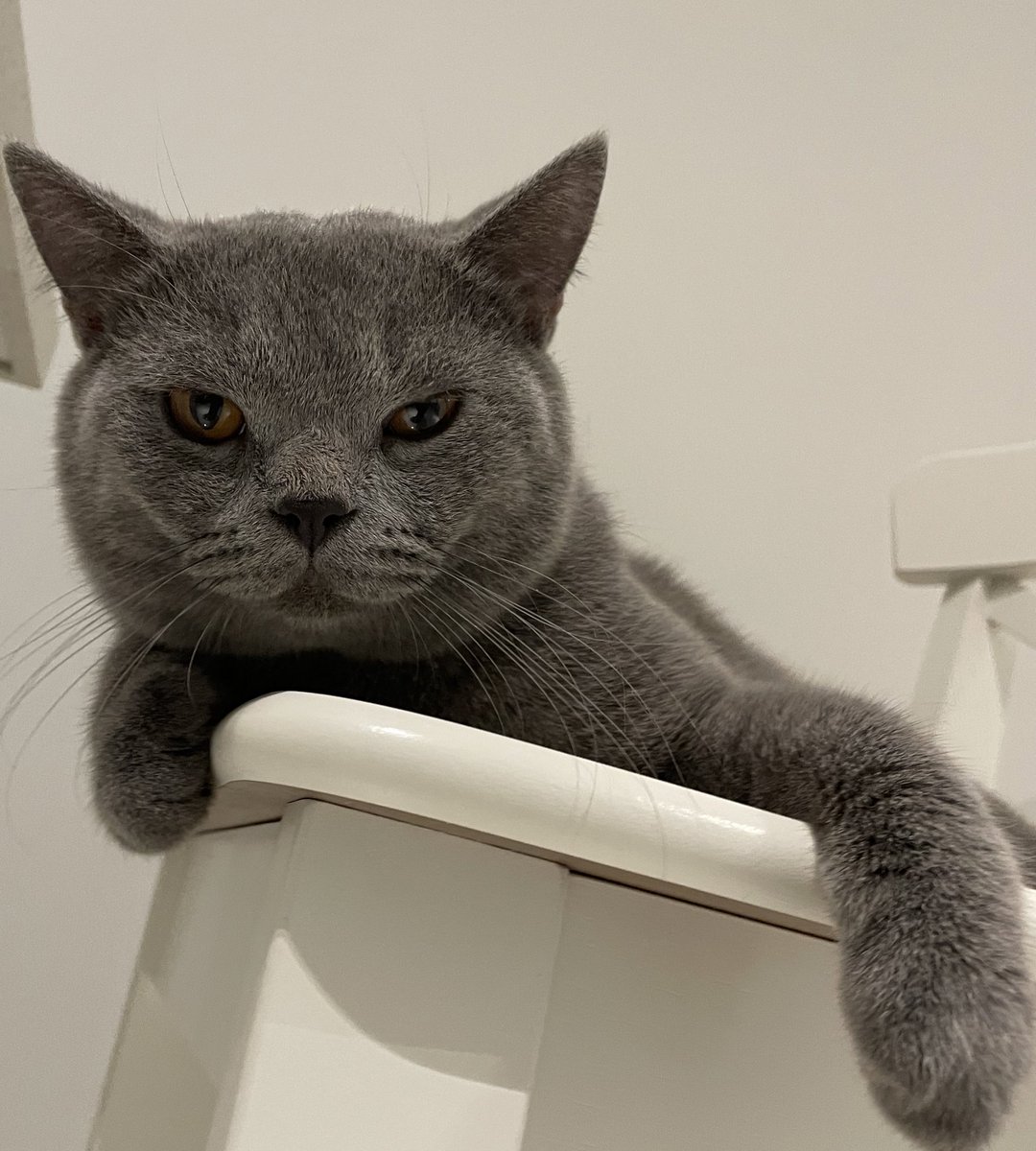 tattyhassan's tweet photo. “Feed me pls?”                    “FEED ME” https://t.co/A1Mm8Ox4Q4