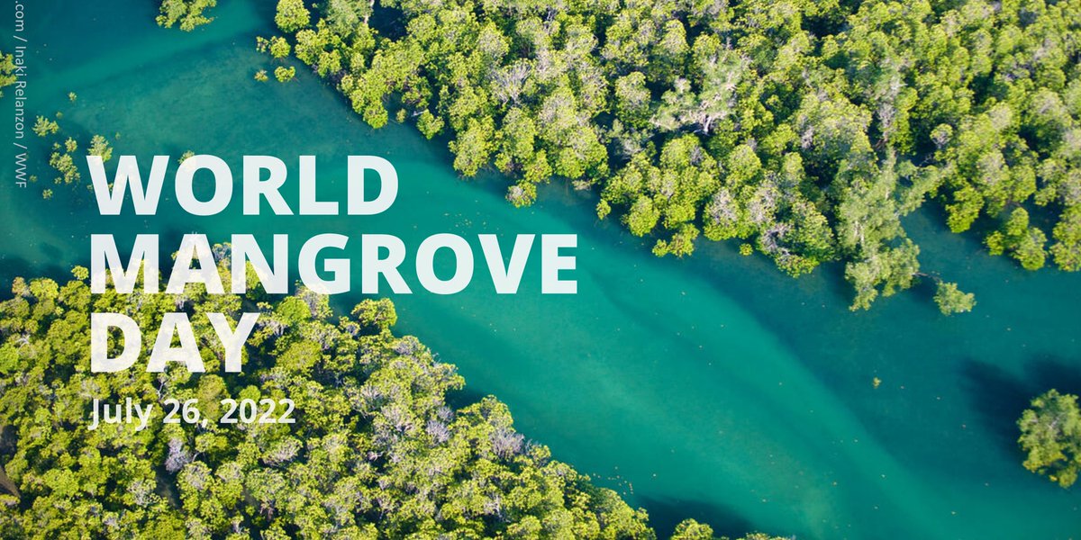 ABCGconserve's tweet image. 1/2 Mangroves are important tools in the fight against #climatechange. They take up to five times more carbon out of the atmosphere than forests on land. As we mark #WorldMangroveDay, let us work together to promote solutions for their sustainable management, conservation &amp;amp; uses.