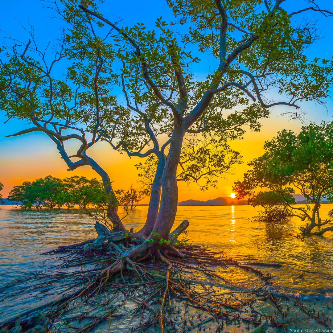 Международный день сохранения мангровых экосистем 26 июля