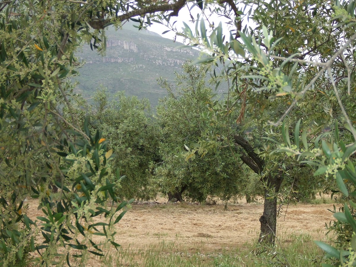 COMBarcelona's tweet photo. 🫒 Josep Maria Benet és metge de família a l’ABS Sant Pere de Ribes #EAPGarrafRural i pagès. Tot i dedicar-se a la medicina, mai ha deixat del tot la pagesia i és un expert en oli: “El dia que em jubili de la medicina tindré molta feina amb les oliveres”
https://t.co/EexUPzky1i https://t.co/M28eZaNQEH