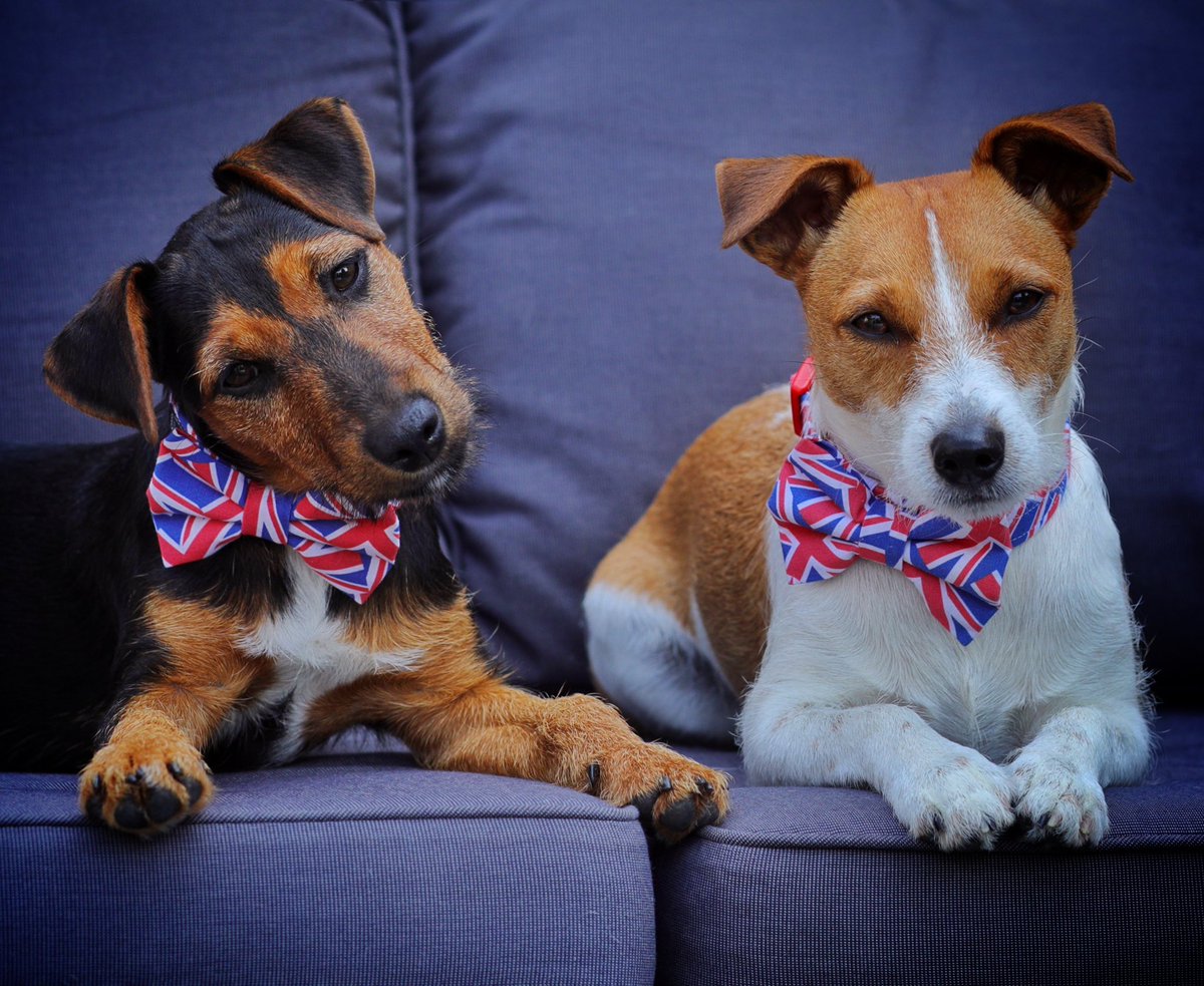 It’s #NationalDogPhotographyDay!

A chance to flood social media with the very best creatures on earth

Let’s see your gorgeous pups and remember to use the # and tag Kerry <a href="/FurAndFables/">Kerry Jordan</a> so she can see you joining in with her fab day 🐶📸

Go, go, go….here’s one of my faves