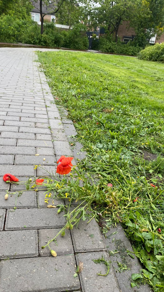 Koen Mol tweet media