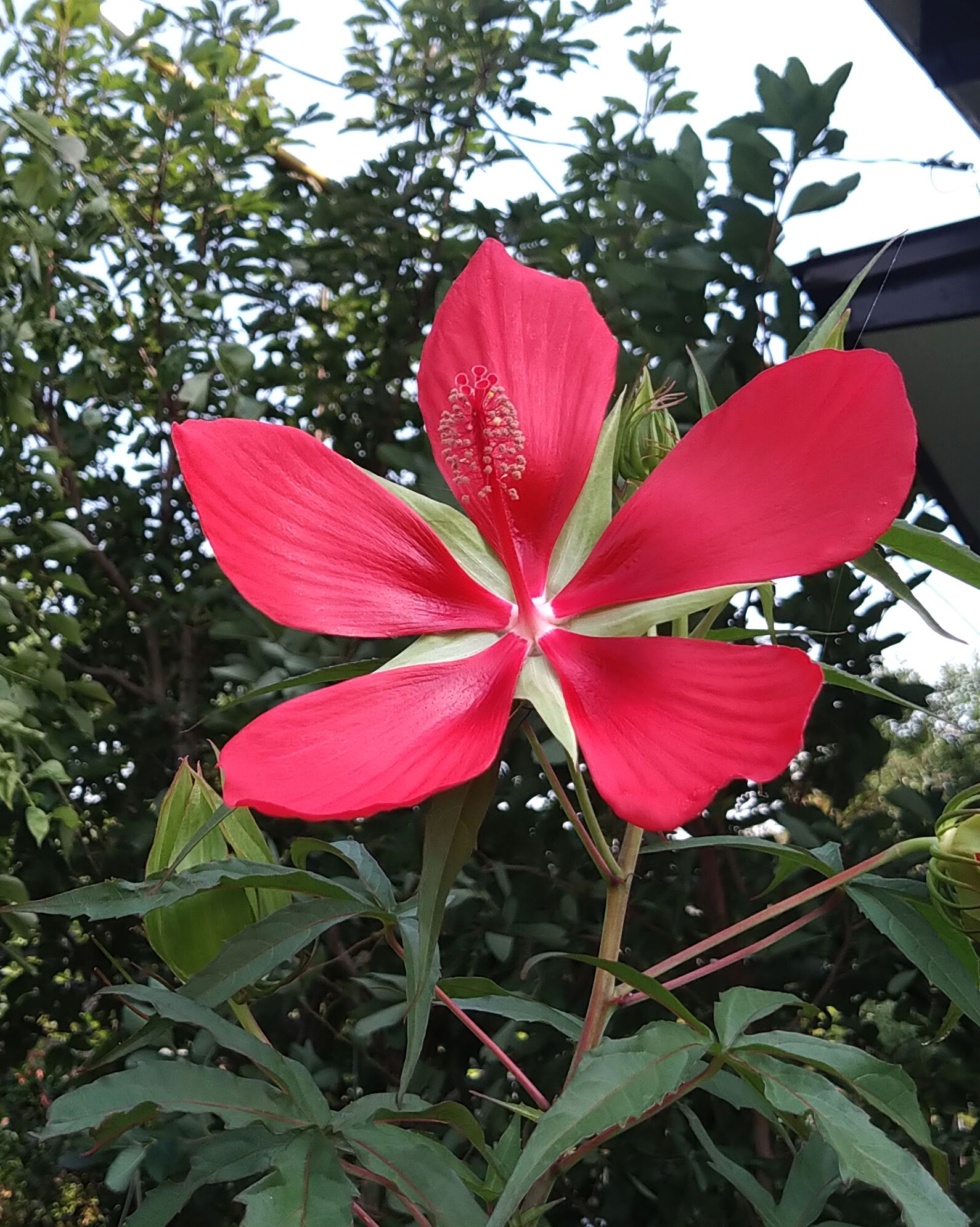 こころんグリーン 近所のお宅の庭にモミジアオイが咲いていました 赤い大きな花が数輪開いていました 凄く大きな花でパッと目に入ります モミジアオイ 赤い花 大きな花 夏の花 夏 園芸品種 園芸 ガーデニング 熊本市南区 熊本 T Co