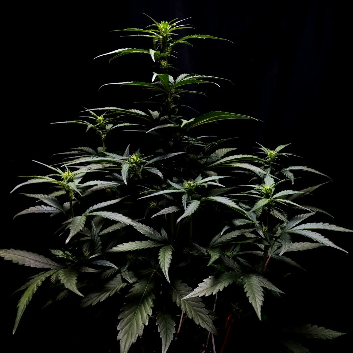 FastBuds • Gorilla Cookies 
<a href="/420fastbuds/">MyFastBuds</a>