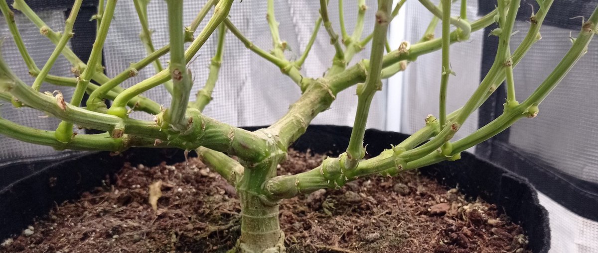 Satori Regular • Mandala Seeds
<a href="/mandala/">taufiq aziz</a>