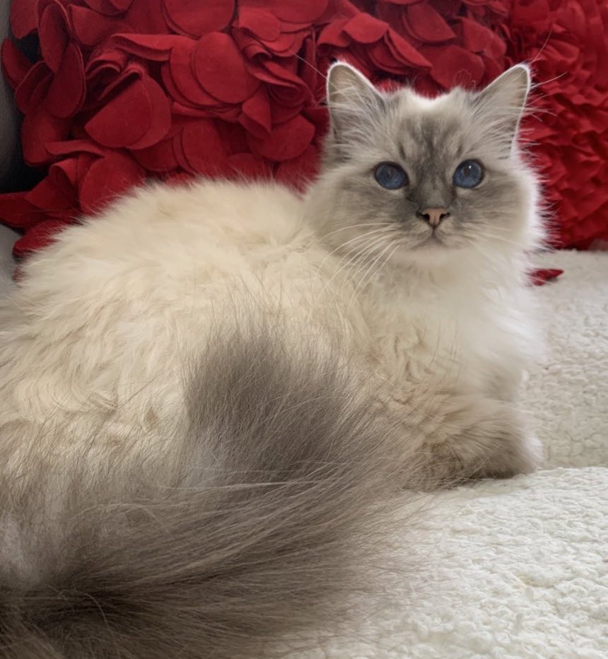 Elizabeth Griffith tweet media