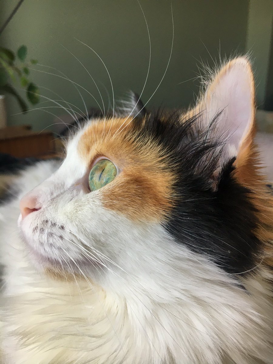 Kedisine aşık biriyim😍 Her yaptığı gözüme aşırı güzel geliyor 😂