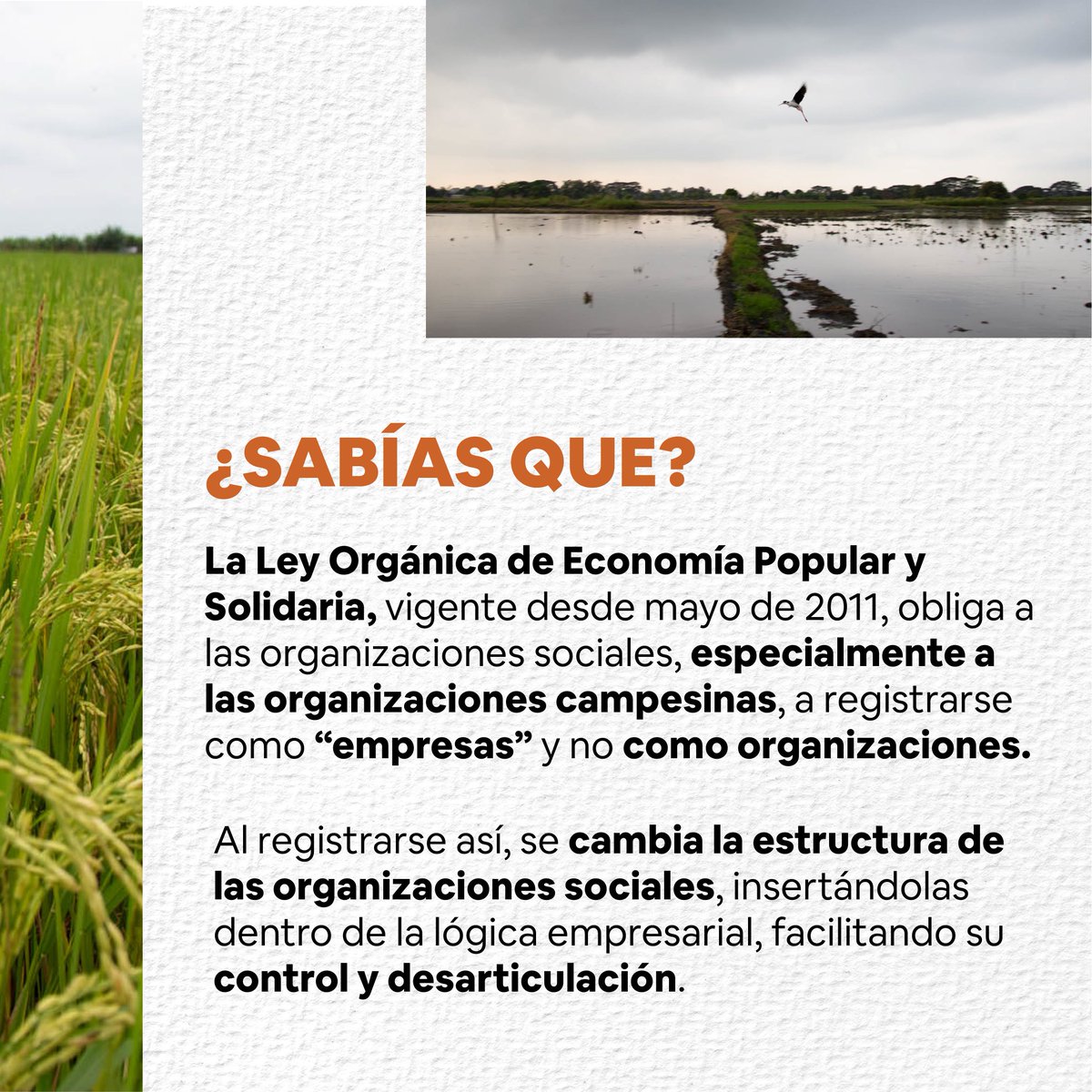 coopdocs's tweet photo. #CampesinosPorLaTierra
#CampesinosPorDerechosDeAsociación

“Toda persona tiene derecho a la libertad de reunión y de asociación pacíficas. Nadie podrá ser obligado a pertenecer a una asociación.”

Art. 20 Declaración Universal de #DerechosHumanos
#JusticiaParaAsomac https://t.co/hlrULITLfw