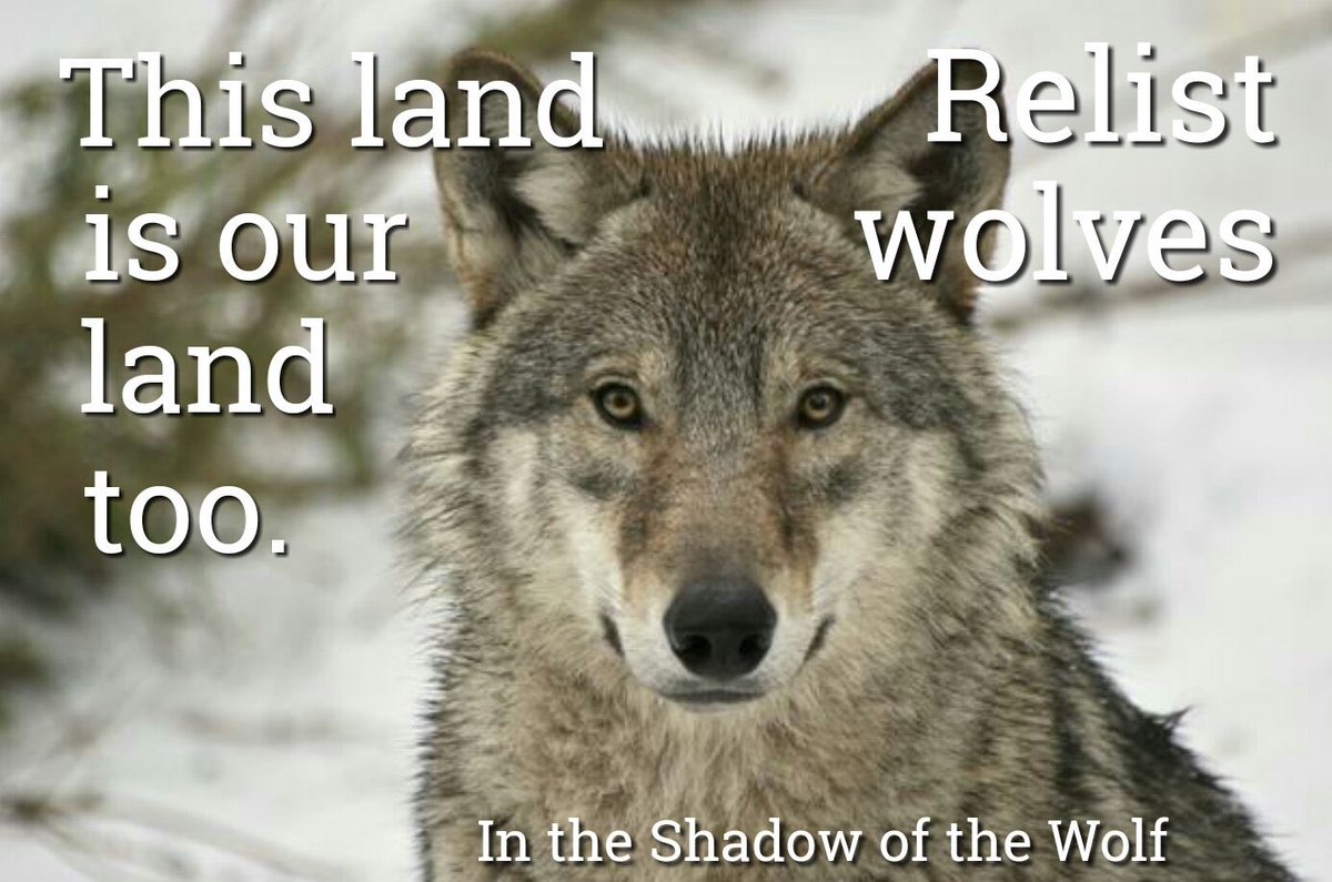 CyndyFetty's tweet photo. @SecDebHaaland #OurWolves are only trying to survive on the land they have called home for 700,000 years. They are a part of our heritage and must be protected. Let ranchers make other arrangements for their cattle. Do the right thing: #RelistWolves . @POTUS https://t.co/cBUKareOnJ