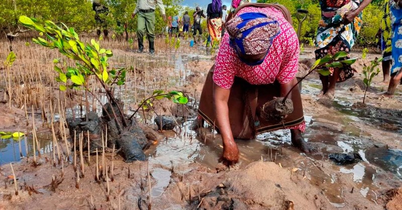 BrianMisiati's tweet image. Not only do they prevent coastal erosion and provide a buffer against storm surge, they also absorb about four times more carbon than their terrestrial counterparts, making them especially important in tackling climate change.

#MangroveDay