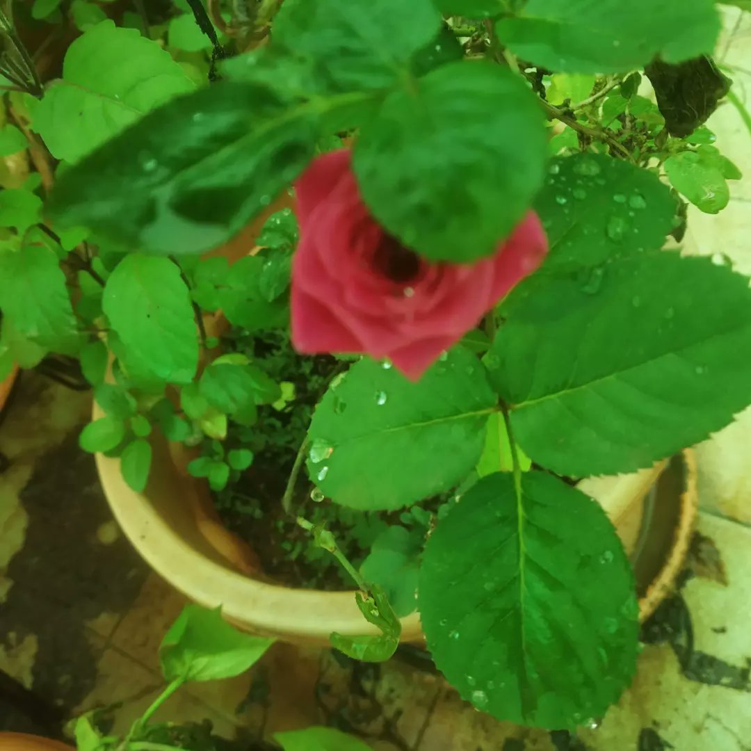 Tuesday Treat 🥰
#bloomingflowers #Terracegarden #gardeningistherapeutic🌱 #HyderabadRains #plantparent #Garden #nature #naturephotography #lovingit😍 #Pleasantweather #hibiscus🌺 #rose #adenium