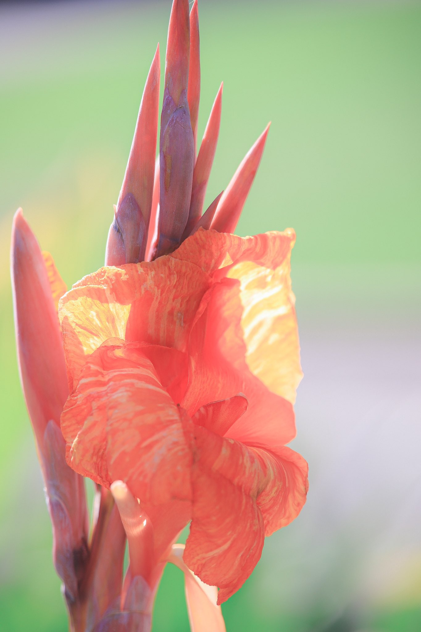 M すべては妄想 カンナ 花言葉 キリトリセカイ ファインダー越しの私の世界 写真好きな人と繋がりたい T Co Svzpkqkdww Twitter