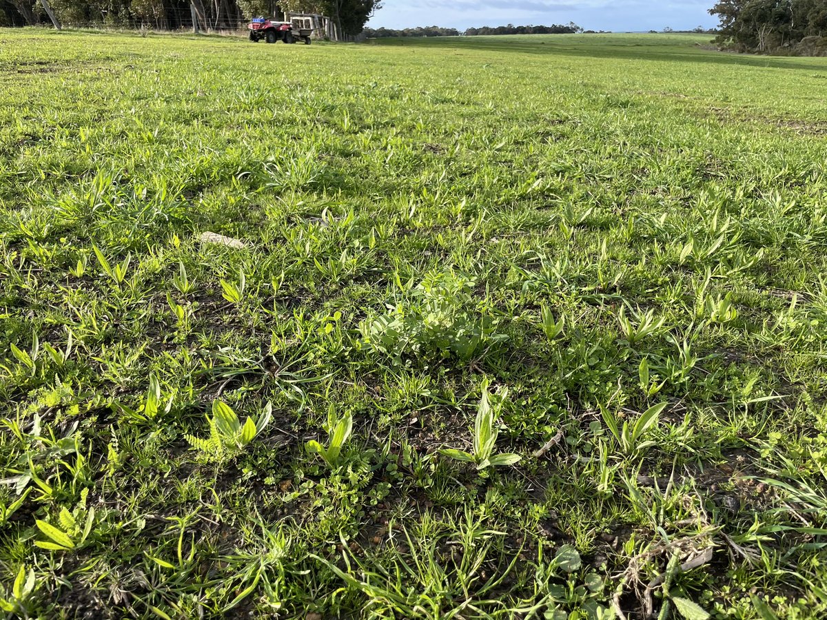 DobbeEric's tweet image. Late May sown perennial mix showing lots of potential and diversity on sandy duplex soils. Cocksfoot, p.veldt grass, plantain, chicory, with annuals: serradella, vetch, persian and subclover.