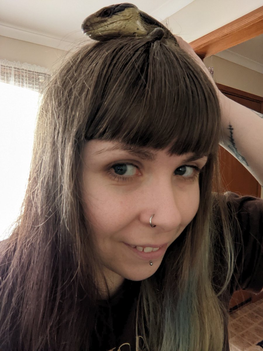 Magophie (@magophiee) on Twitter photo Get a lizard they said it'll be fun they said ๐คฃ Get a lizard they said it'll be fun they said ๐คฃ