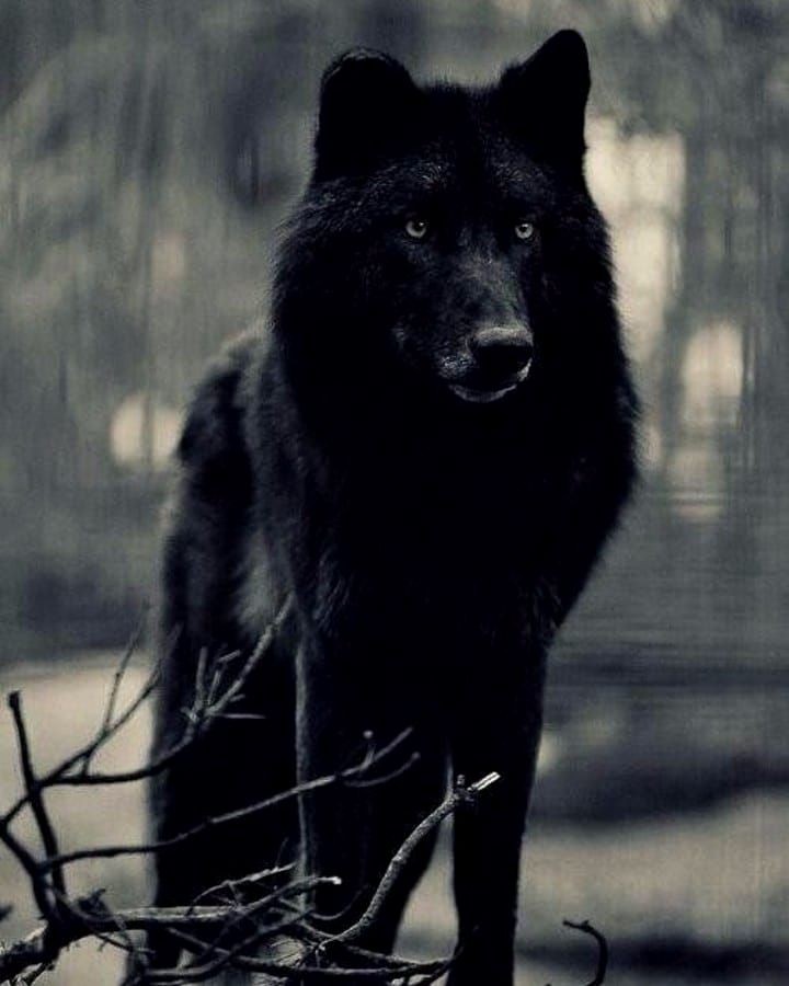 Mine2Manipulate's tweet photo. #VoltronRP #MVRP
Werewolf AU account
literate RPer
Open to tags/Open RPs
Canon/AUs 
Multiships w/chemistry
R18 in DMs only
OC friendly
DMs are always open
RT? https://t.co/GNE1zbQwzJ