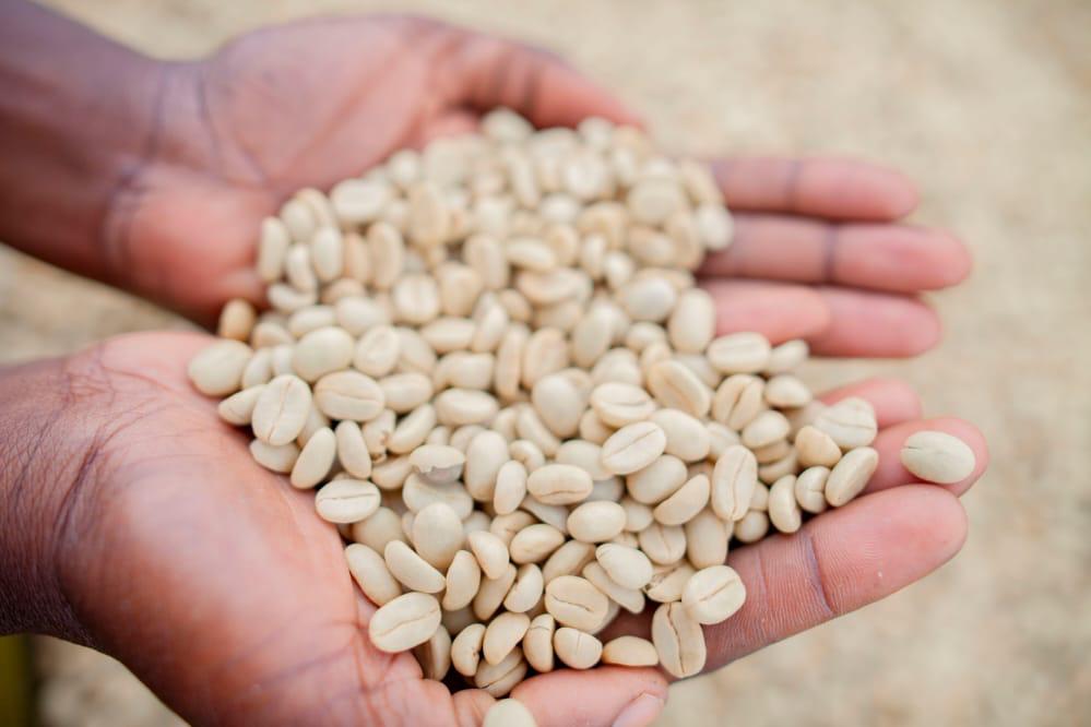 CrownAgrotours's tweet photo. Good morning Coffee lovers from Rwanda. The goal of processing coffee for farmers is to separate the bean from the coffee cherry but also preserve the coffee’s profitability. 

Let appreciate the farmers who work hard to get a cup of coffee to our table. https://t.co/J8UFHGag7N