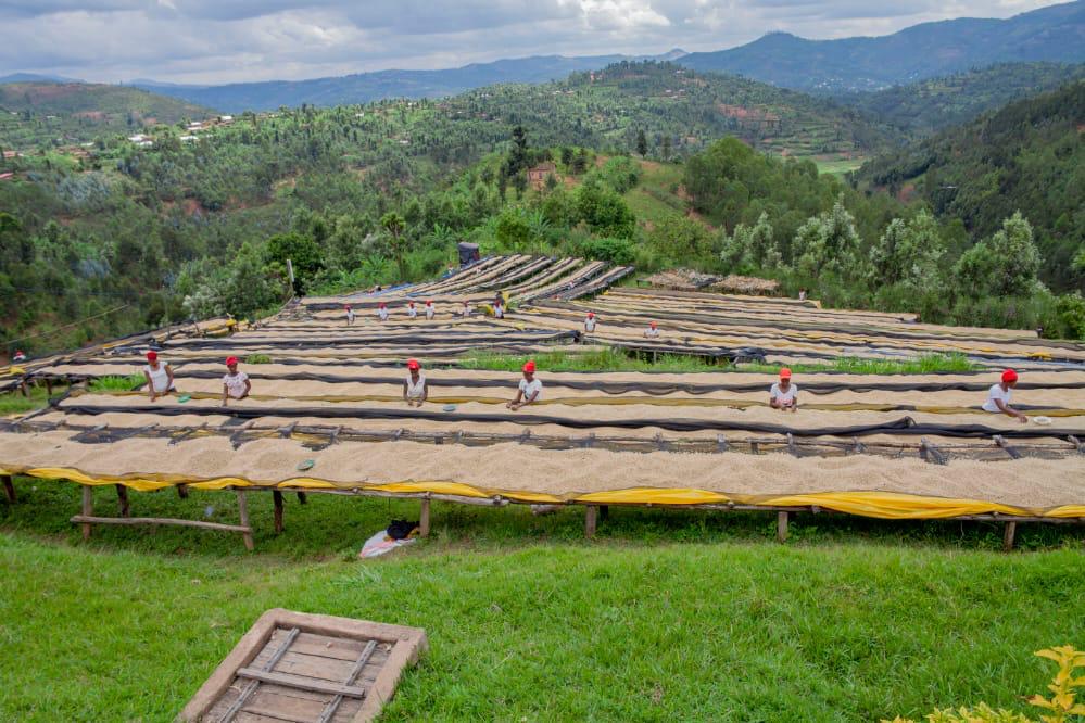 CrownAgrotours's tweet photo. Good morning Coffee lovers from Rwanda. The goal of processing coffee for farmers is to separate the bean from the coffee cherry but also preserve the coffee’s profitability. 

Let appreciate the farmers who work hard to get a cup of coffee to our table. https://t.co/J8UFHGag7N