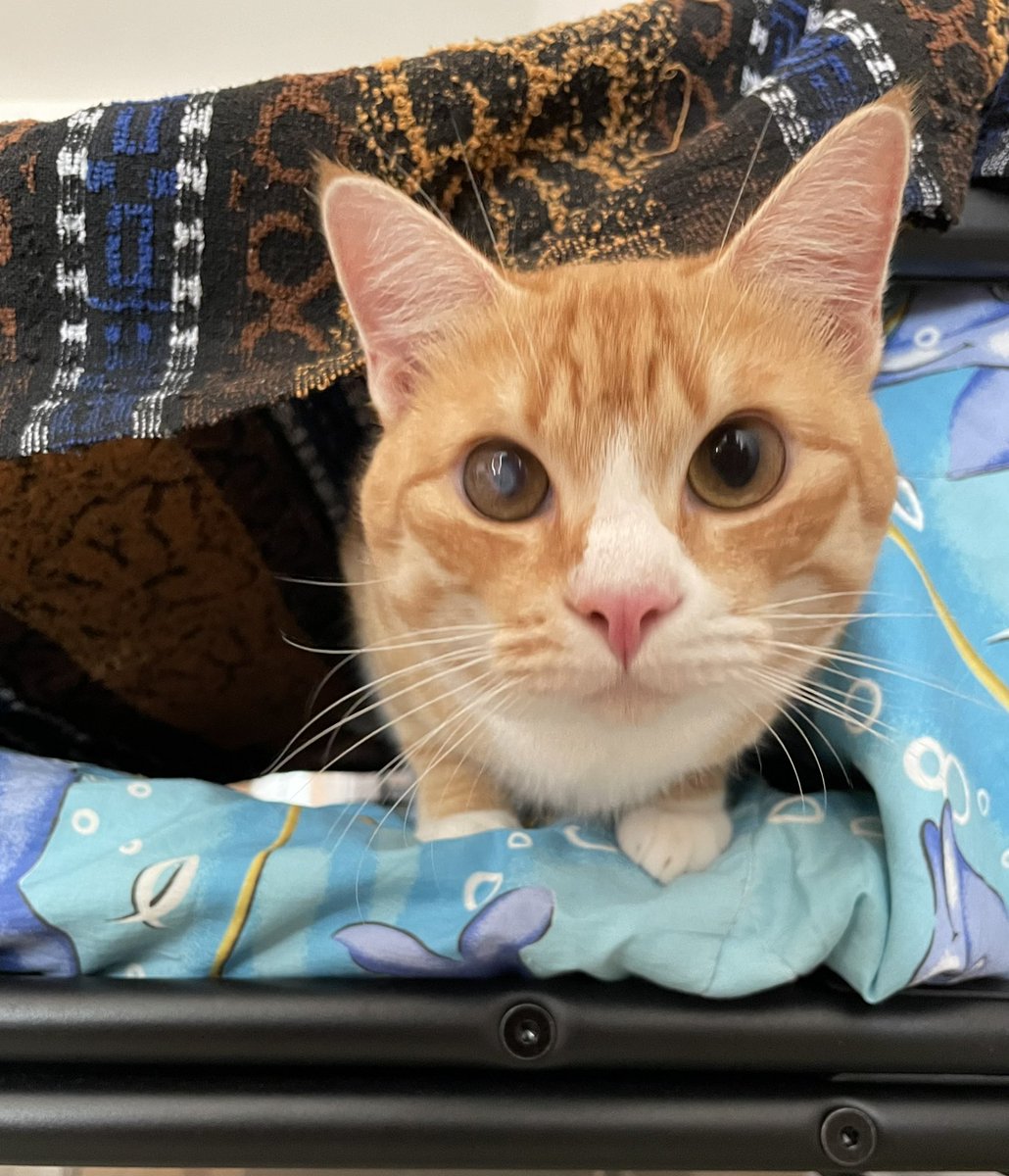 🐾Ozzy 🐾🐈 tweet media