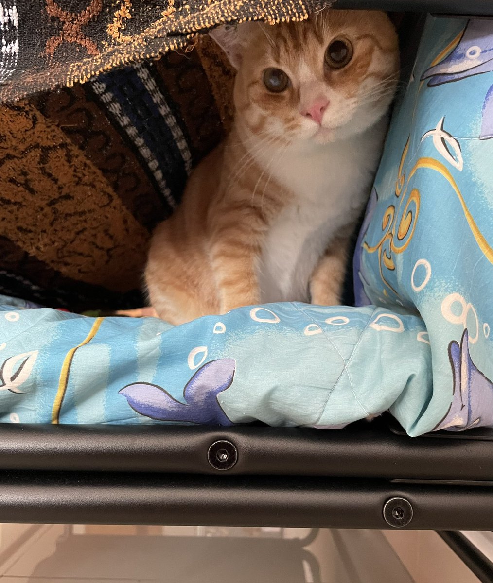 🐾Ozzy 🐾🐈 tweet media