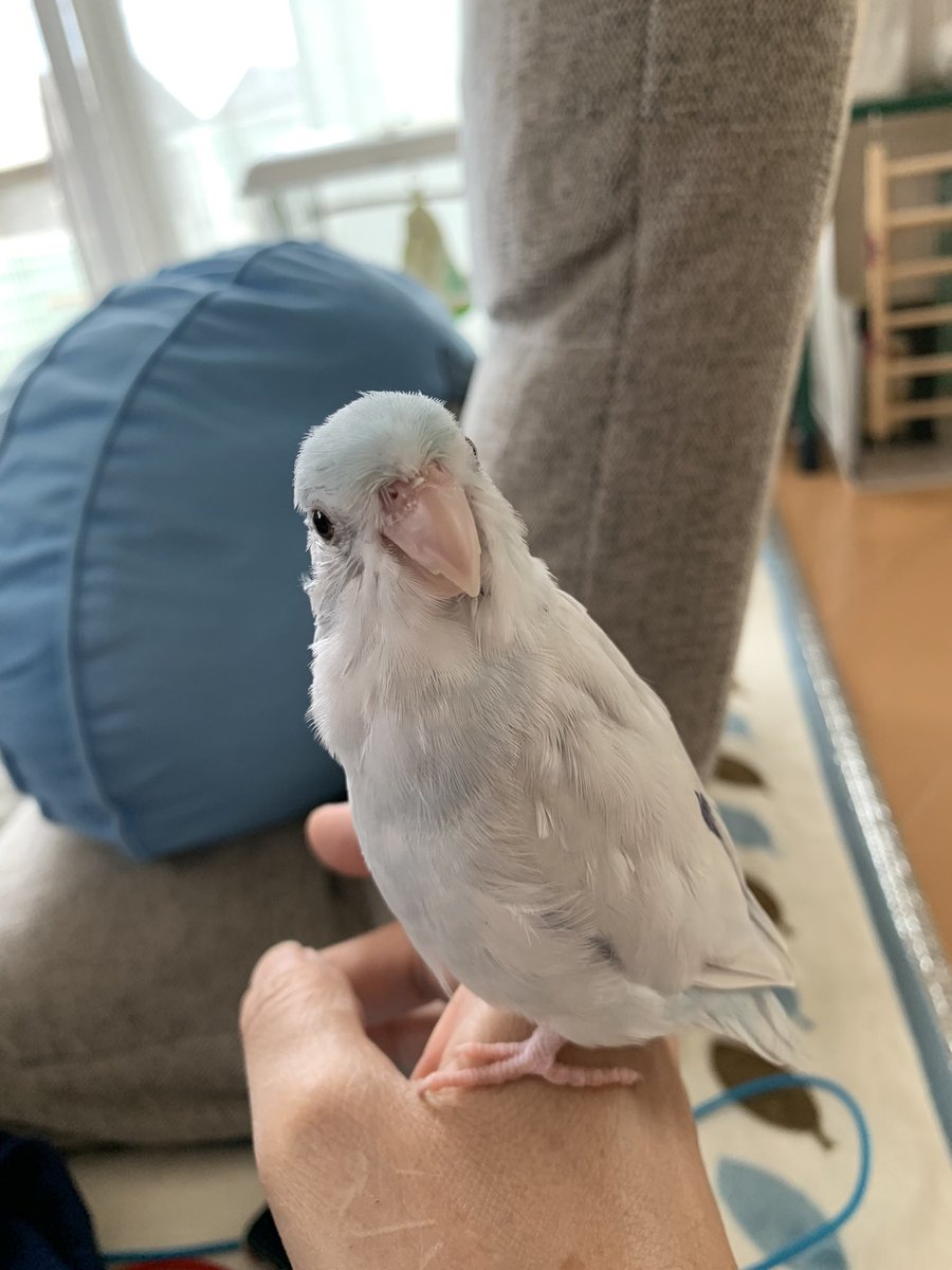 chiimameruri's tweet photo. はじめまして✨マメルリハのふうたです🐦2022年4月1日生まれの男の子。換羽期でツクツク坊やです💦 https://t.co/xmhf5N0Sx3