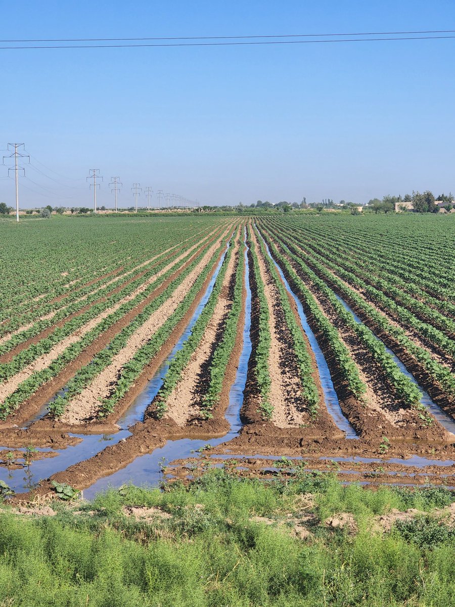 Derek de Stacpoole tweet media