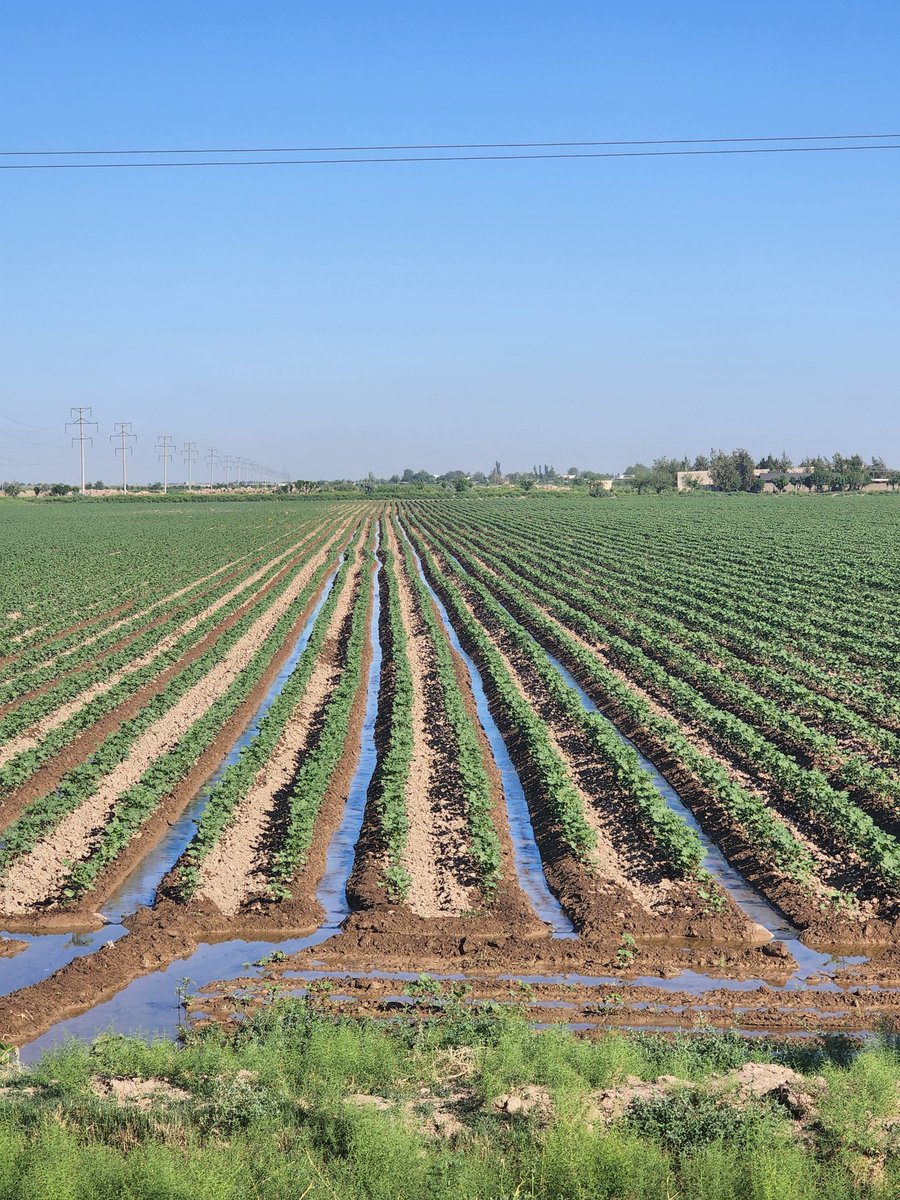 Derek de Stacpoole tweet media