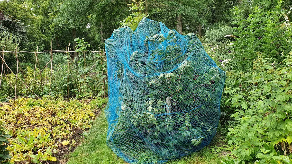 DuylsBos's tweet photo. De rode bessen zijn rijp, prachtig glanzend hangen ze aan de struik. De vogels zien ze ook dus moet er een net over om ze zelf ook te kunnen eten
#rodebessen #zachtfruit #roodfruit #moestuin #zomerfruit #indetuin https://t.co/6XZpOQv0Xm