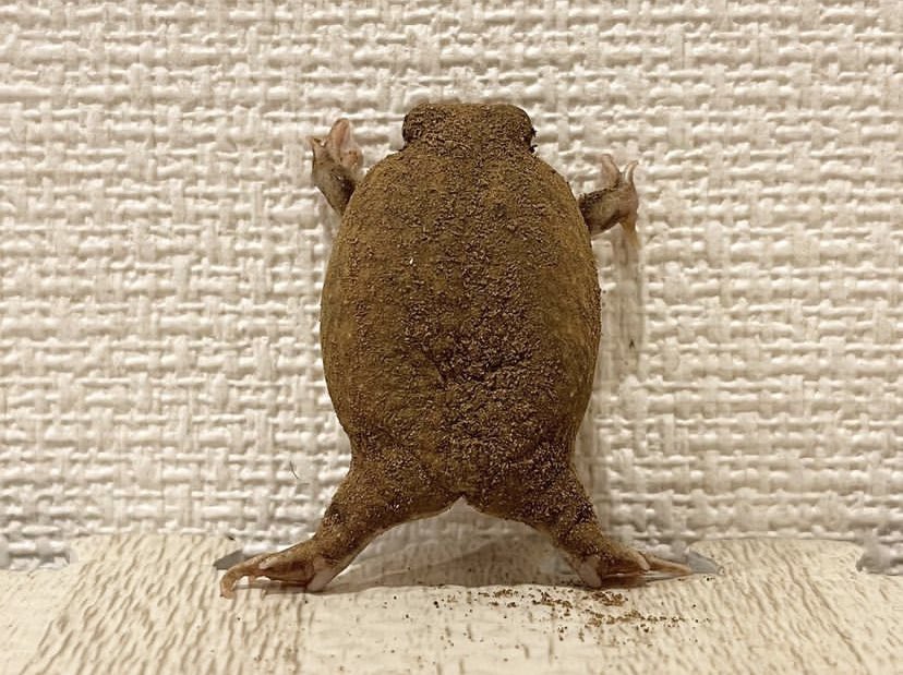 辰砂 Nostalgia814 Twitter