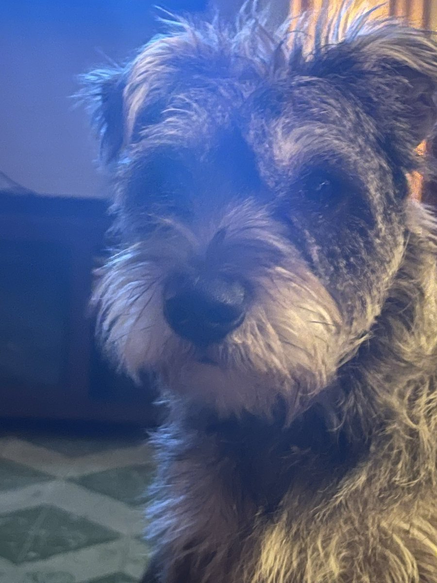 VidaurreEdward's tweet photo. #luvusmutts #fosterdad #mookie https://t.co/KNvehRboyz